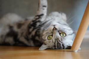 Britisch Kurzhaar Katze liegend
