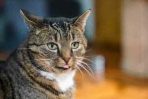 Europäisch Kurzhaar Katze