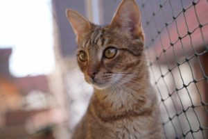 Savannah-Katze Jumah auf dem Balkon
