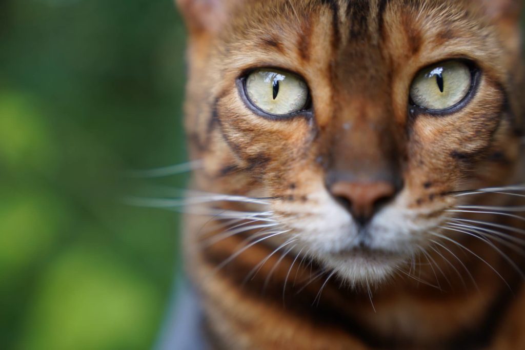Bengalkater Simba im Porträt