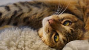 Jumah, Savannah-Katze, liegend