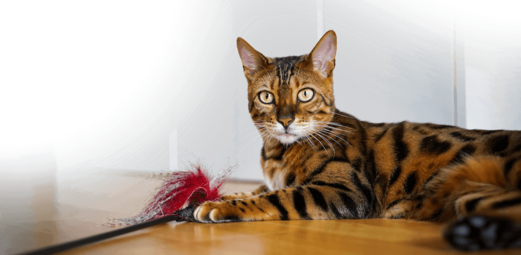 Bengalkatze liegt neben einem Federspielzeug