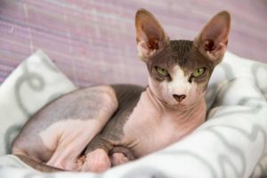 Sphynx-Katze liegend