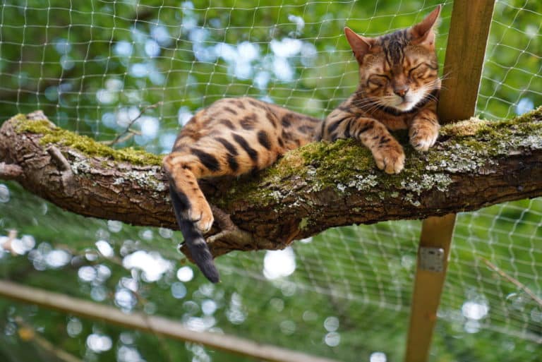Katze auf einem Ast hinter einem Katzenschutznetz