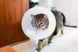 Katze mit Halskrause schaut aufmerksam in die Kamera