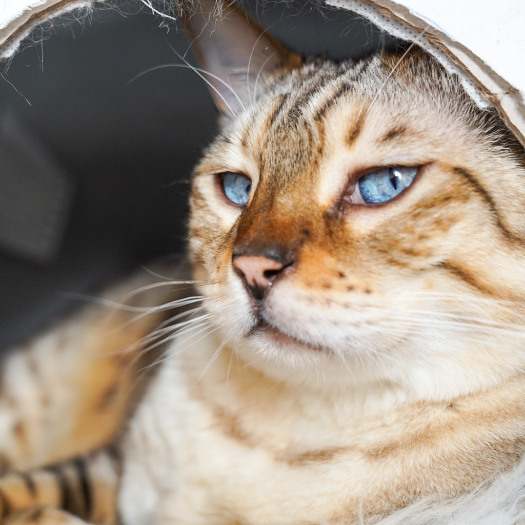 Nahaufnahme von Kater Nelson mit strahlend blauen Augen, der aus einem kuscheligen Versteck herausschaut.