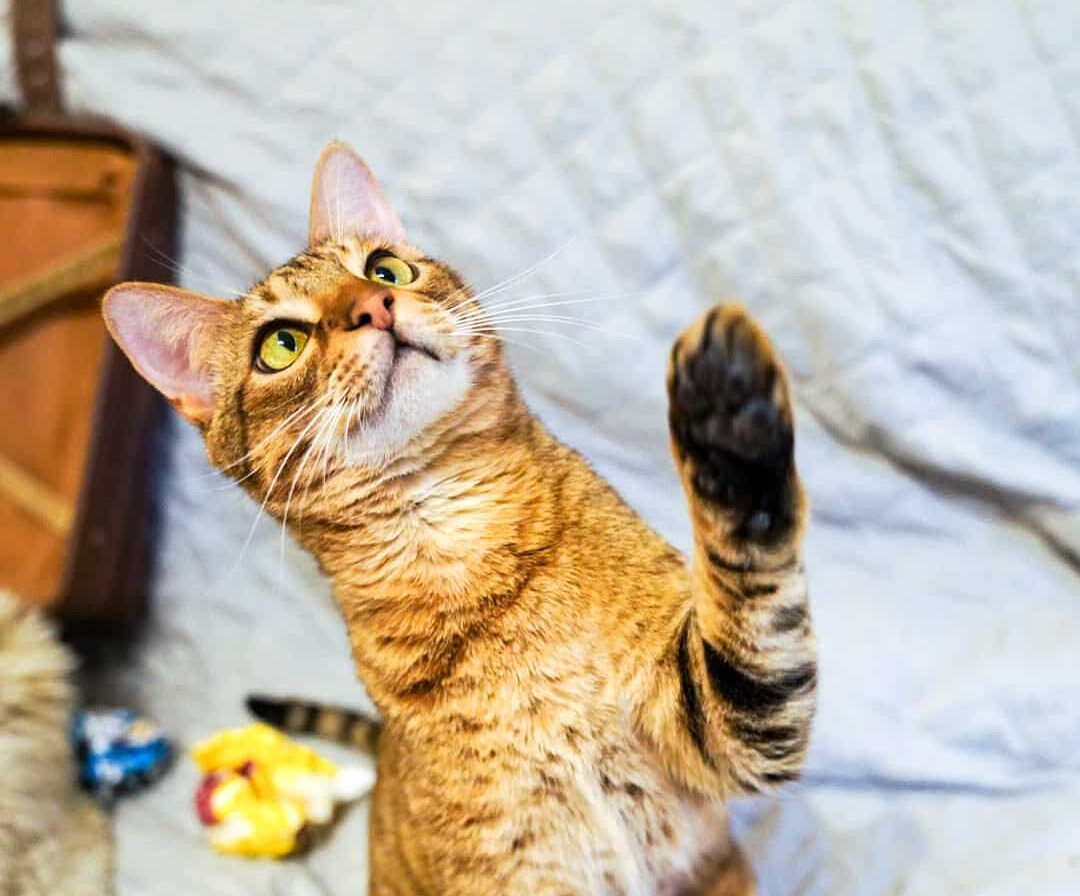Savannah-Katze hebt beim Clickertraining die Pfote