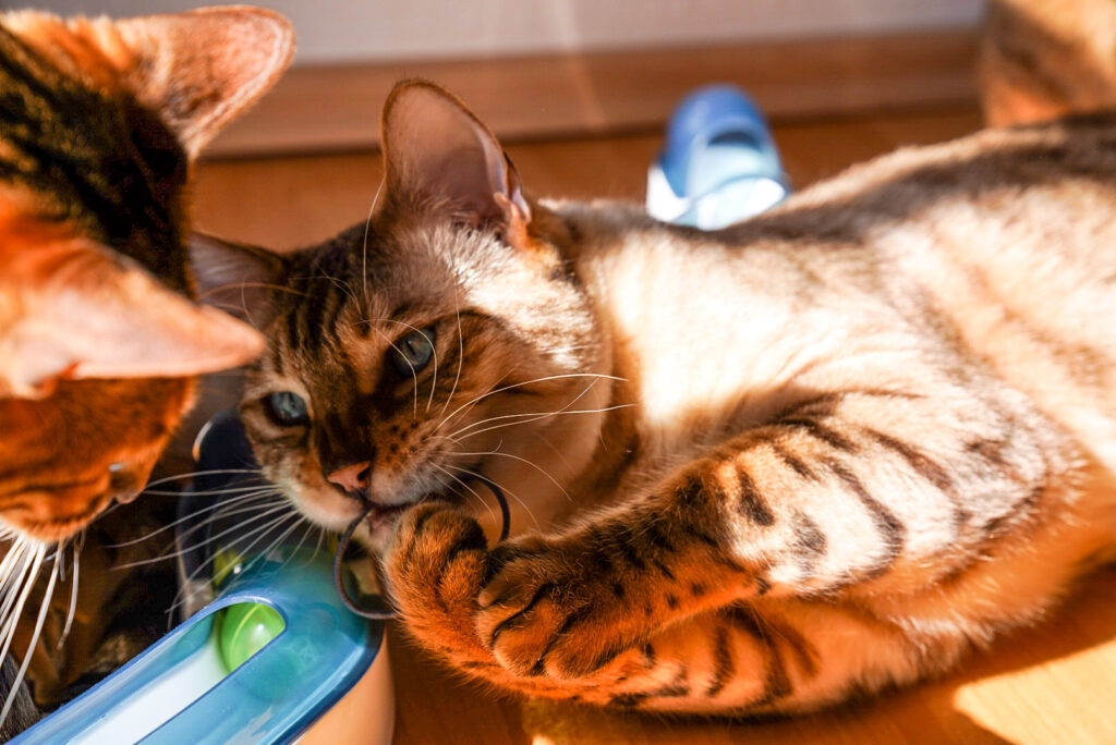 Zwei Bengalkatzen spielen auf dem Boden mit Katzenspielzeug