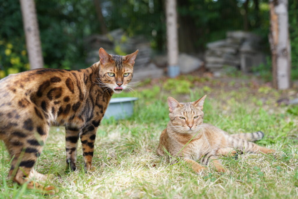 Bengal-Kater steht neben liegender Savannah-Katze im Gras
