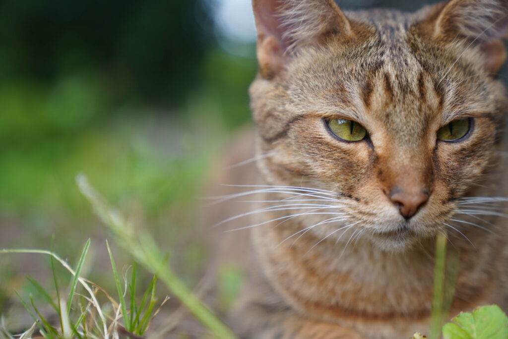 Nahaufnahme einer Savannah-Katze mit grünen Augen im Gras