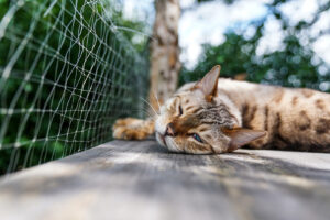 Getigerte Katze liegt schlafend auf einer Holzterrasse, umgeben von Pflanzen