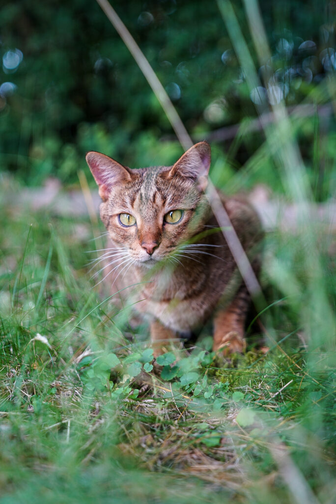 Savannahkatze mit grünen Augen im Gras sitzend
