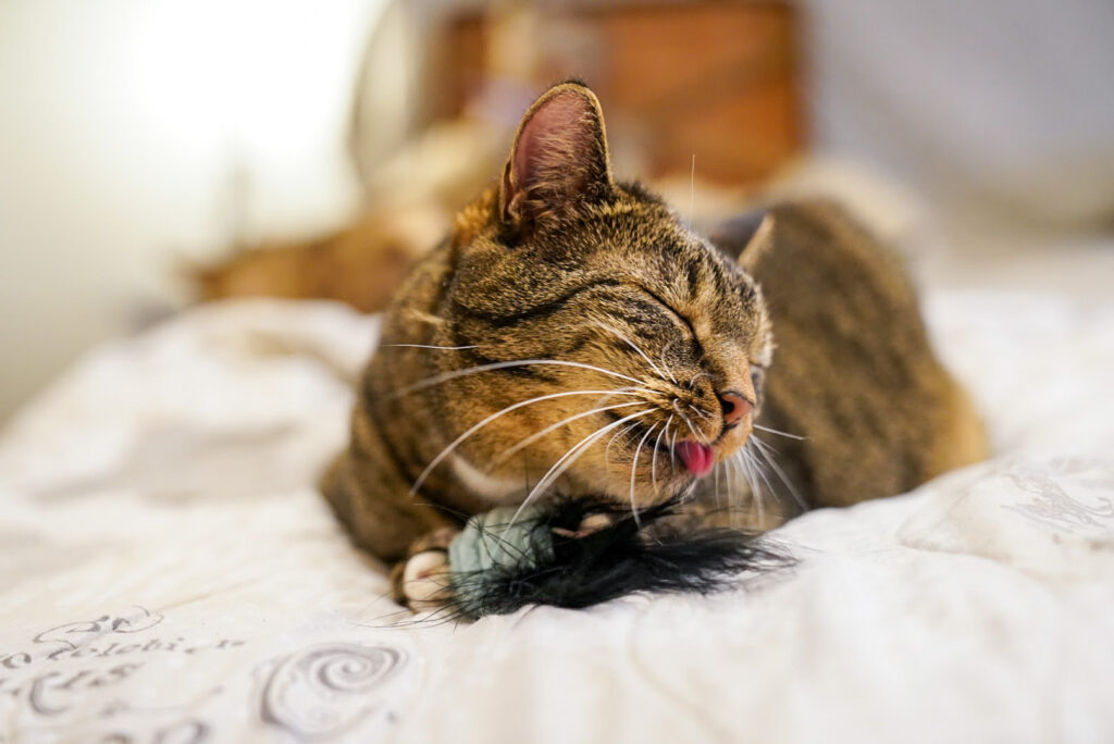 Spielende getigerte Katze gähnt auf gemustertem Laken