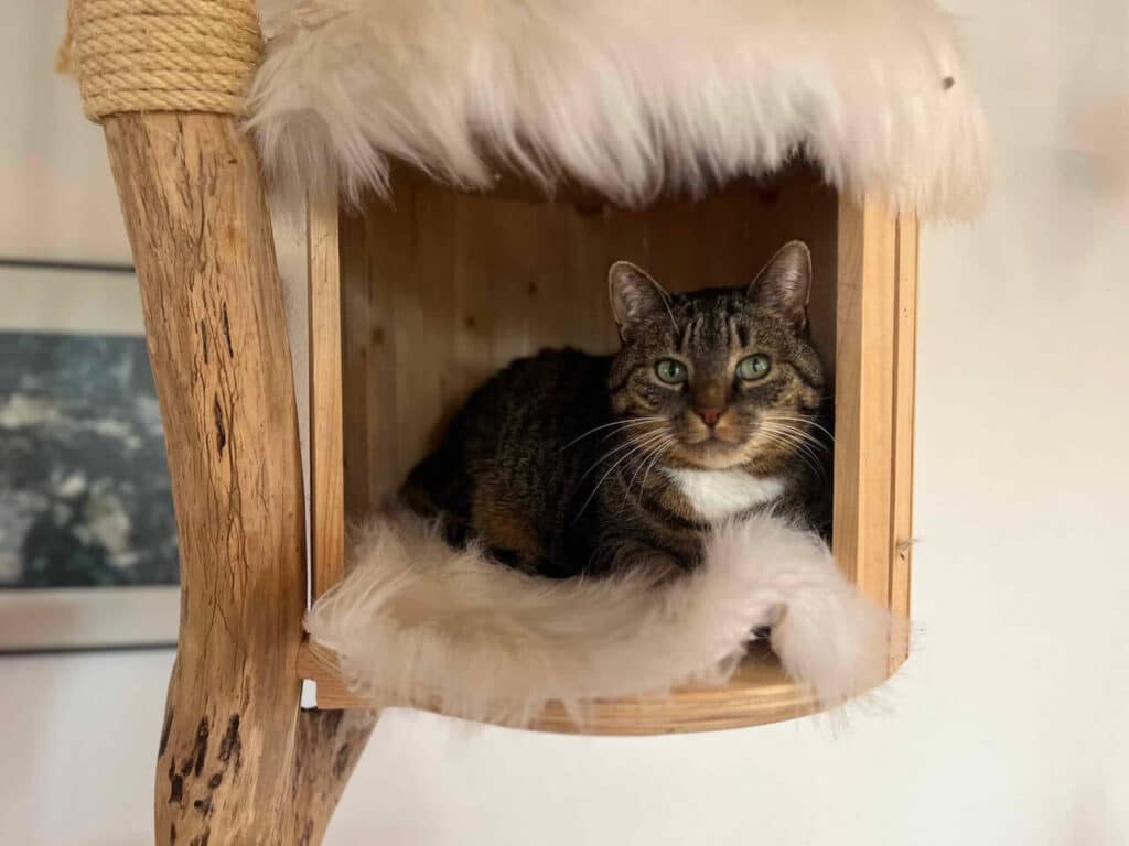 Getigerte Katze sitzt in einem hölzernen Katzenhaus mit weißem Fell ausgekleidet, das an einem Naturholzstamm befestigt ist
