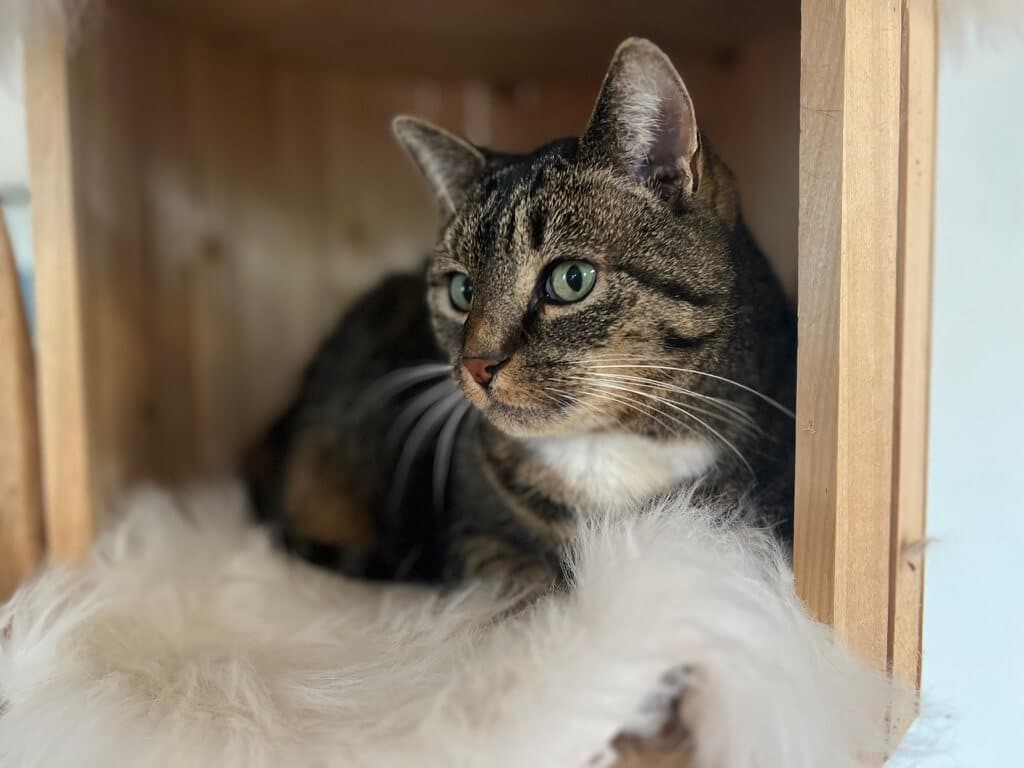 Katze in einer Kratzbaumhöhle