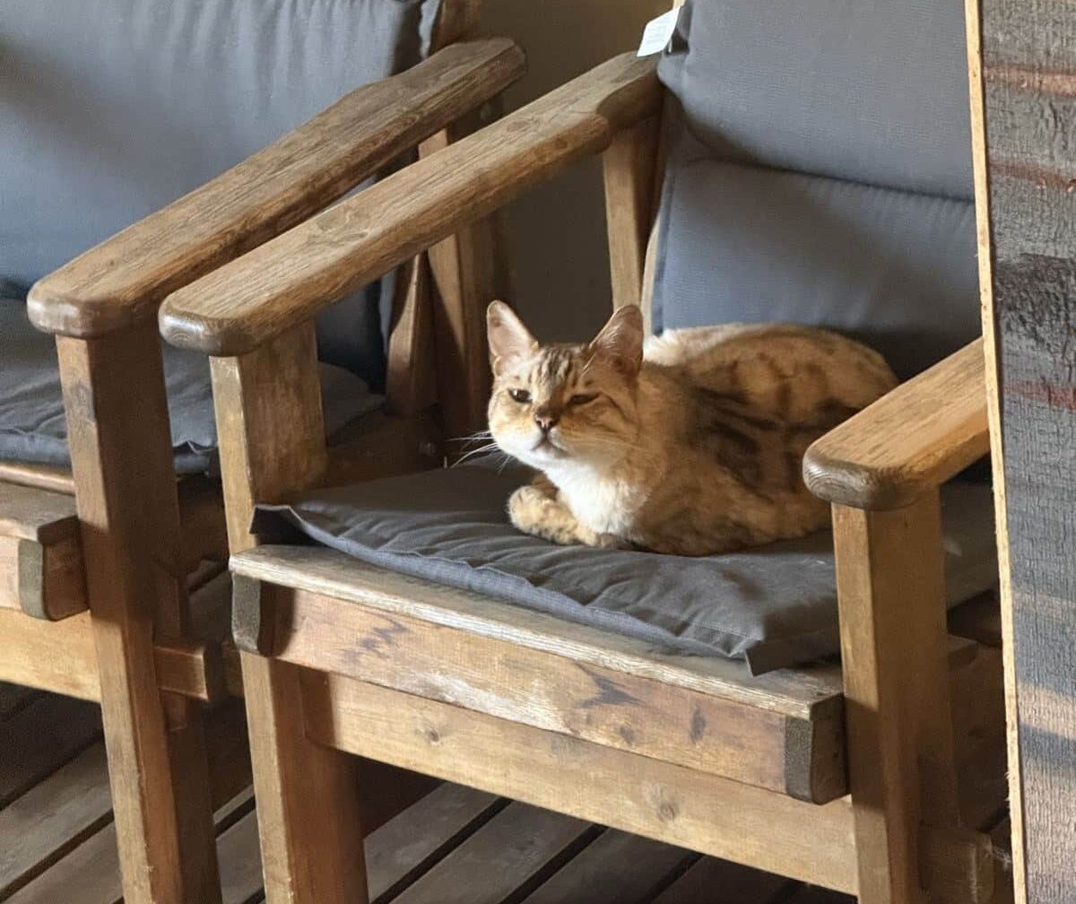 Kiwi liegt entspannt auf einem gemütlichen Sommer-Schlafplatz