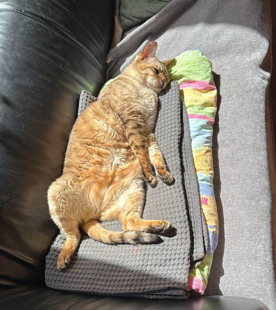 Nelson liegt ausgestreckt auf einem Liegekissen in der Sonne