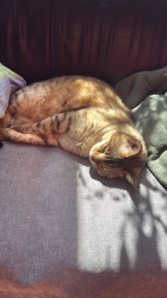 Nelson liegt entspannt auf einem warmen, sonnigen Sofa-Platz