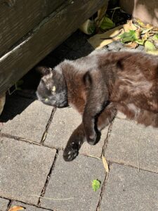 Kalli liegt draußen an einem warmen Sommertag