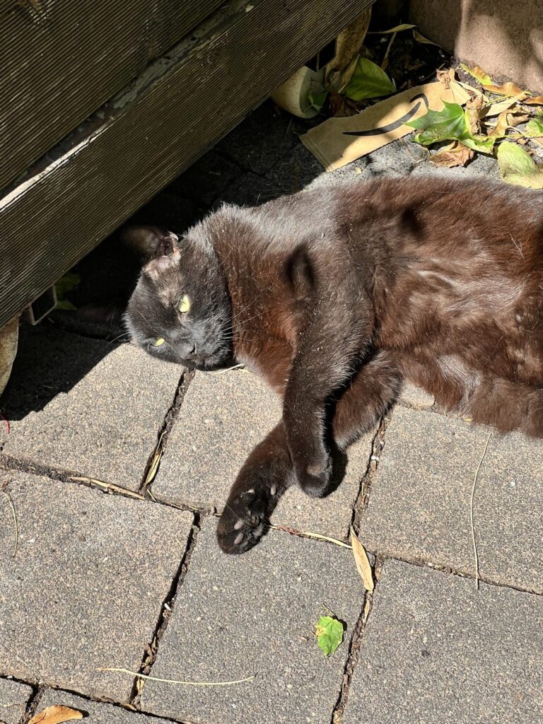 Kalli liegt draußen an einem warmen Sommertag