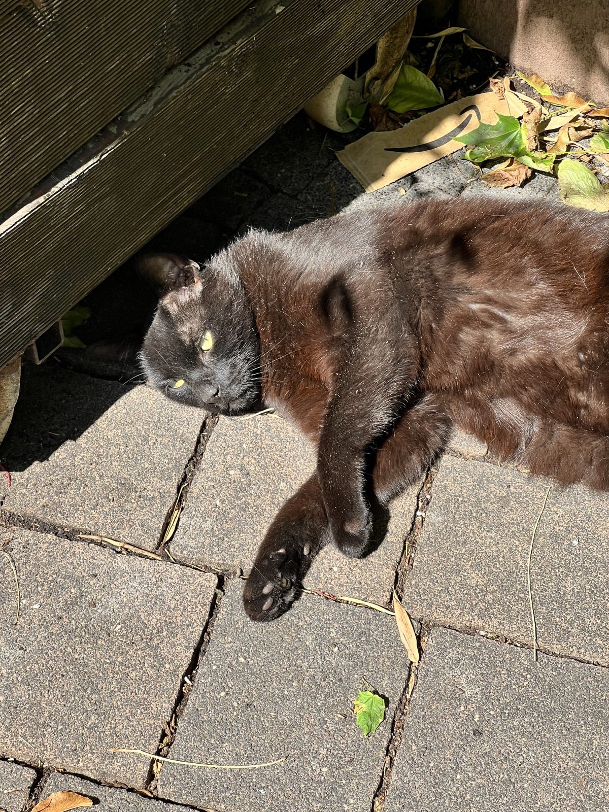 Kalli liegt draußen an einem warmen Sommertag