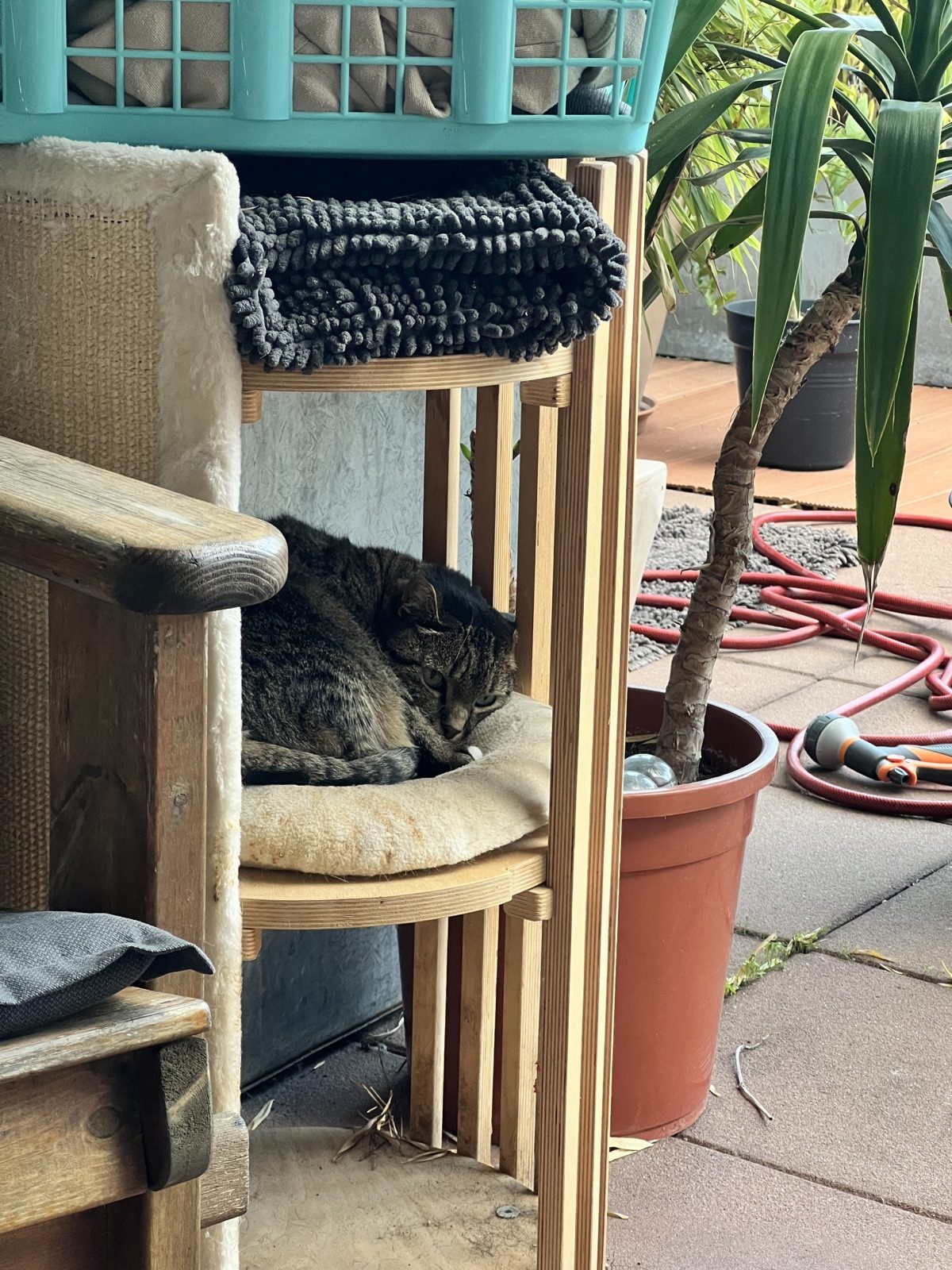 Kiwi ruht auf einem geschützten schattigen Platz am Balkon