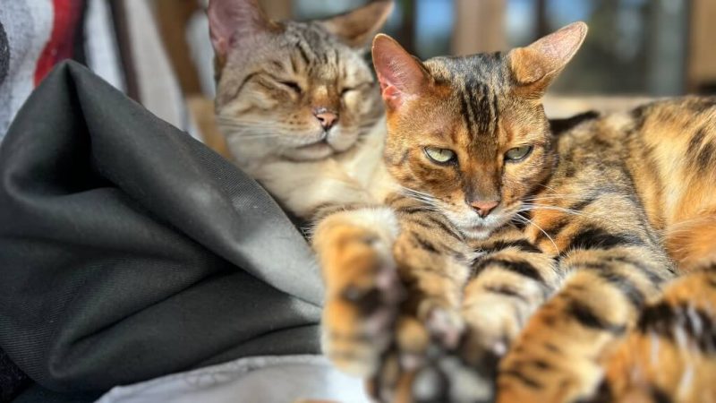 Zwei Bengalkatzen kuscheln auf einem Arm