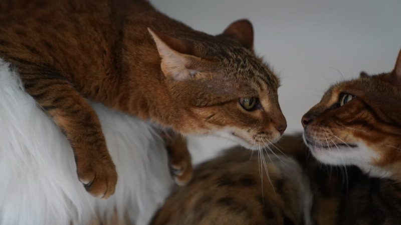 Zwei Katzen begrüßen sich Nase an Nase