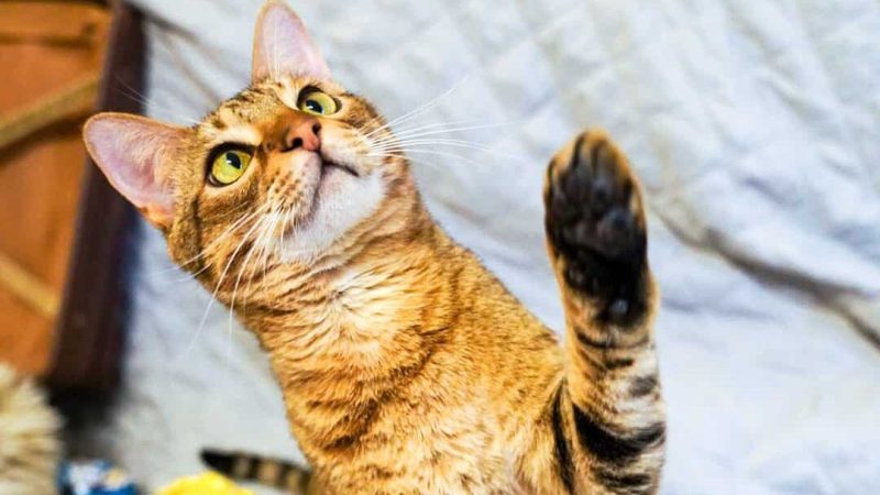 Savannah-Katze hebt beim Clickertraining die Pfote