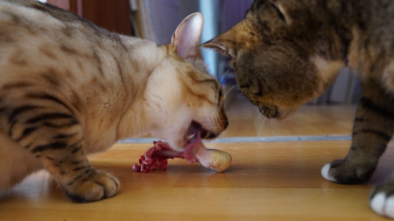 Zwei Katzen schnuppern an rohem Fleisch auf dem Boden