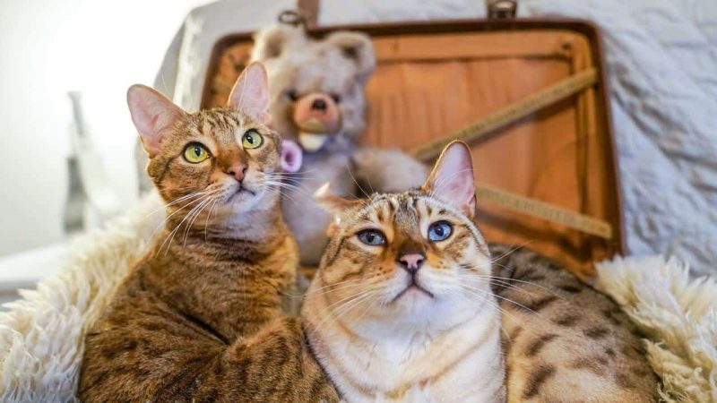 Katze schaut aufmerksam in die Kamera
