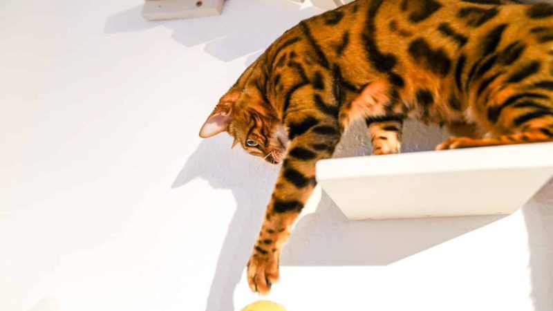 Katze auf einem Catwalk an der Wand