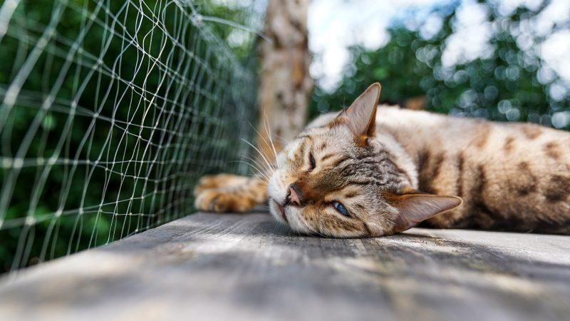 Getigerte Katze liegt schlafend auf einer Holzterrasse, umgeben von Pflanzen
