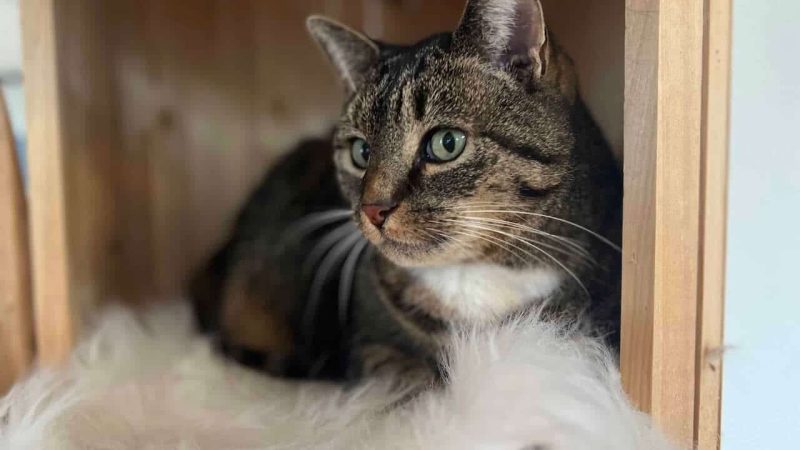 Katzensichere Zimmerpflanze neben Kletterbrett