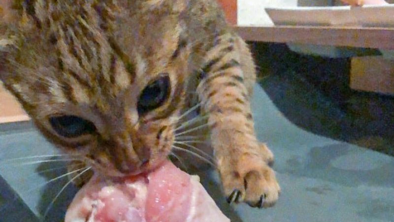 Katze frisst rohes Fleisch auf dem Boden