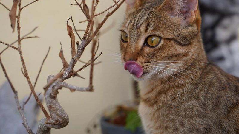 Katze zwischen giftigen Zimmerpflanzen