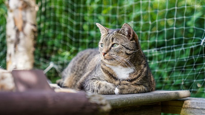 Katze auf einem gesicherten Balkon