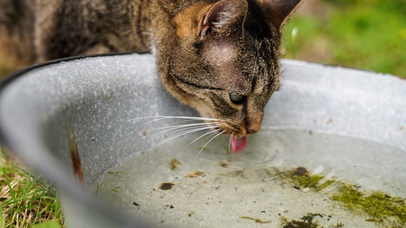 Katze trinkt Wasser aus einer Schale