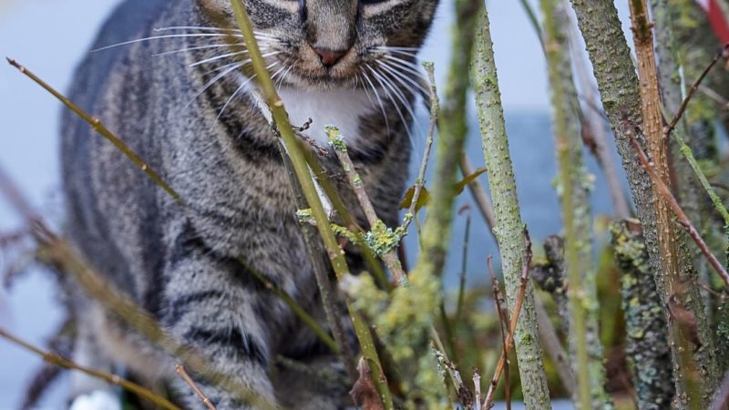 Kiwi_hinter_Aesten