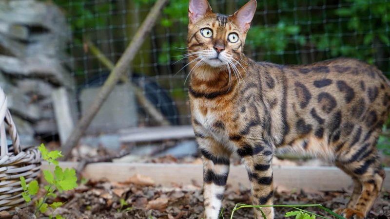 Bengalkatze mit typischer Rosettenzeichnung