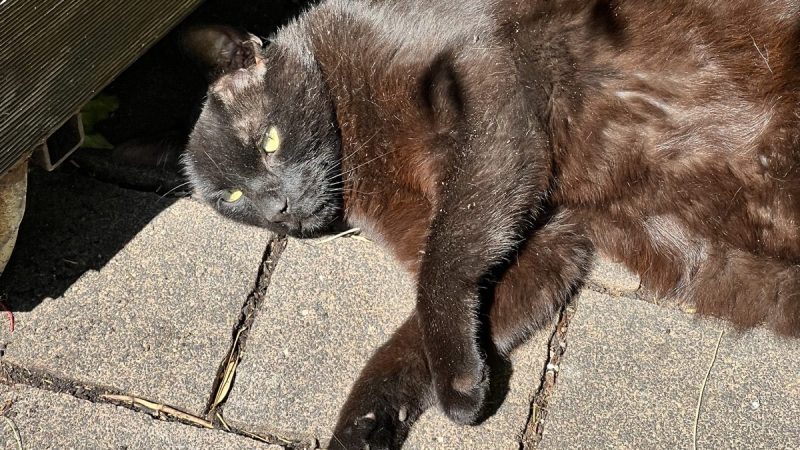 Kalli liegt draußen an einem warmen Sommertag