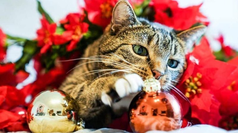 Katze im Winter