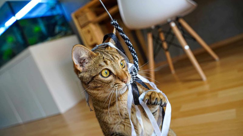 Katze beim Spielen