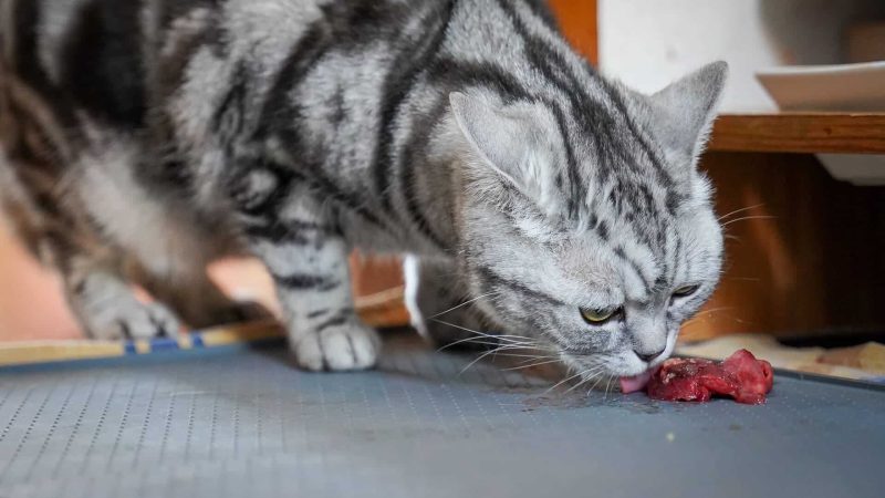 wie_barfe_ich_meine_katze_richtig?